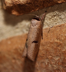 Pilostibes stigmatias