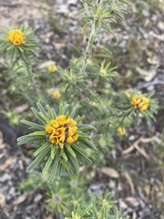 Pultenaea
