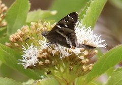 Eudaminae
