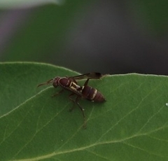 Polistes stigma