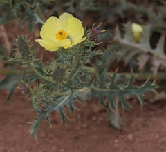 Argemone subfusiformis
