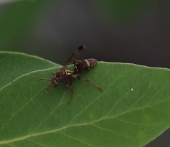 Polistes stigma