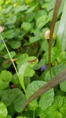 Gminatus