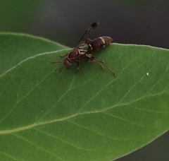Polistes stigma
