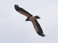 Daptrius megalopterus