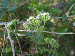 Stevia ovata