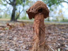 Battarrea phalloides