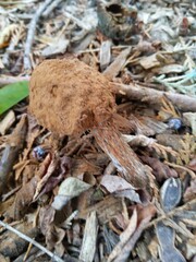 Battarrea phalloides