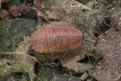 Opisthoplatia orientalis
