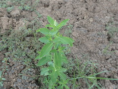 Sphenoclea zeylanica