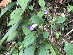 Strobilanthes formosana