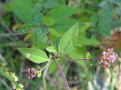 Stevia jorullensis
