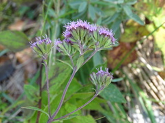 Stevia jorullensis