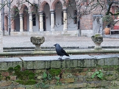 Corvus monedula