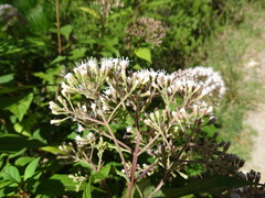 Ageratina ligustrina