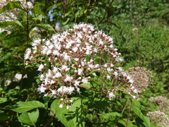 Ageratina ligustrina