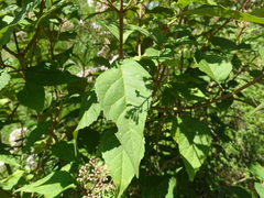 Ageratina ligustrina