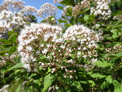 Ageratina ligustrina