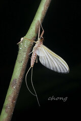 Afronurus kiangsuensis