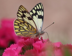 Tatochila xanthodice