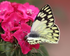 Tatochila xanthodice