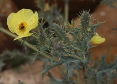 Argemone subfusiformis