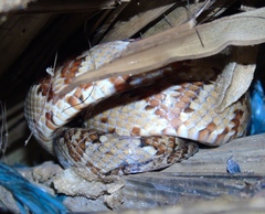 Trimorphodon paucimaculatus