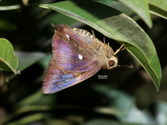 Hasora badra
