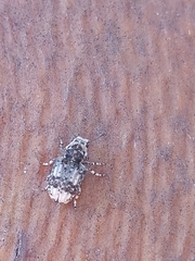Epargemus marmoratus