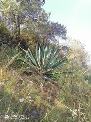 Agave
