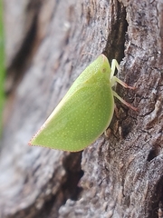 Siphanta acuta