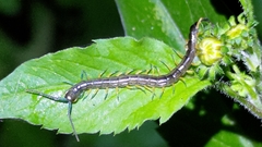 Scolopendra mutilans