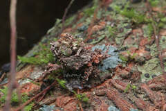 Acanthaspis geniculata