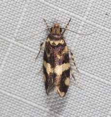 Catadoceta xanthostephana