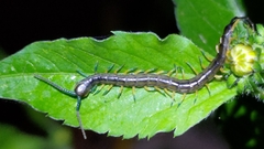 Scolopendra mutilans