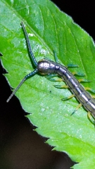 Scolopendra mutilans