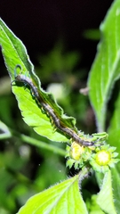 Scolopendra mutilans