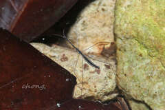 Hydrometra longicapitis