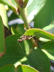 Pseudomantis albofimbriata
