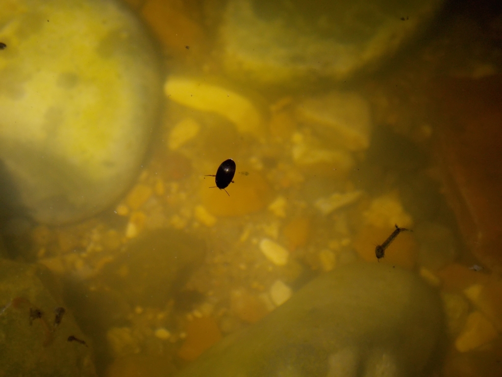 Predaceous Diving Beetles from 55 Welley Road on May 21, 2015 at 1037