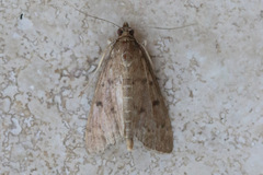 Herpetogramma licarsisalis