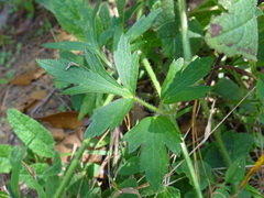 Ranunculus petiolaris