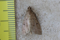 Herpetogramma licarsisalis
