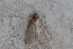 Herpetogramma licarsisalis