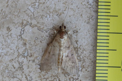 Herpetogramma licarsisalis