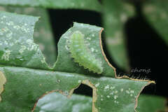 Riodinidae