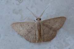 Cyclophora obstataria