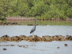 Egretta gularis schistacea