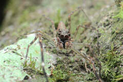 Spartaeinae