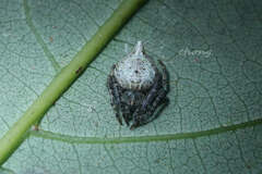 Eriovixia
